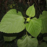 Broussonetia papyrifera (L.) L'Hér. ex Vent.